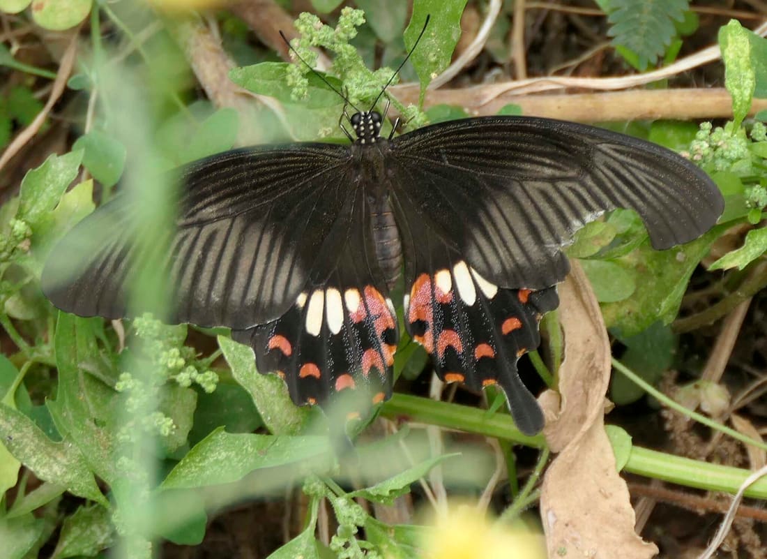 Common Mormon Swallowtail (Papilio polytes) photographed by Devendra Bhardwaj