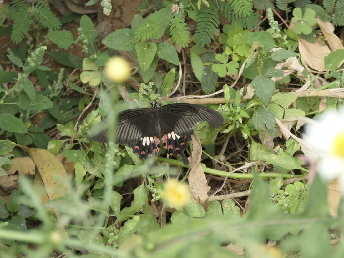 Common Mormon Swallowtail (Papilio polytes) photographed by Devendra Bhardwaj