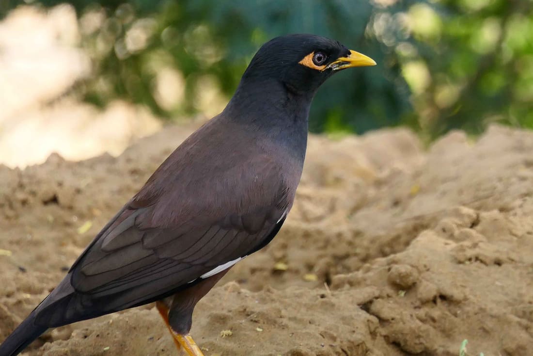 Common Myna (Acridotheres tristis) photographed by Devendra Bhardwaj