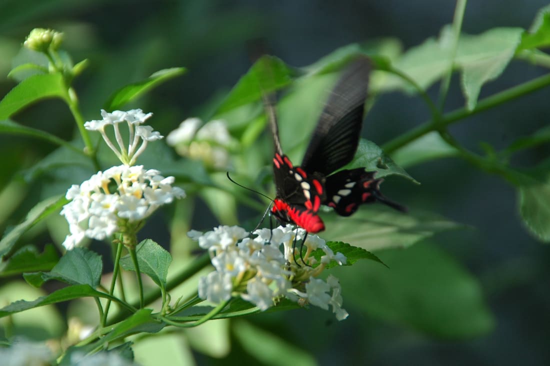 Common Rose (Pachliopta aristolochiae) photographed by Devendra Bhardwaj