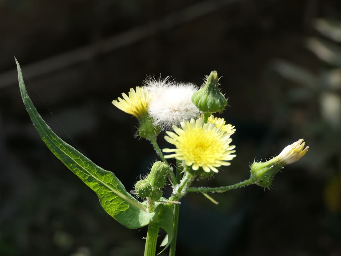 Common Sow-thistle (Sonchus oleraceus) photographed by Devendra Bhardwaj