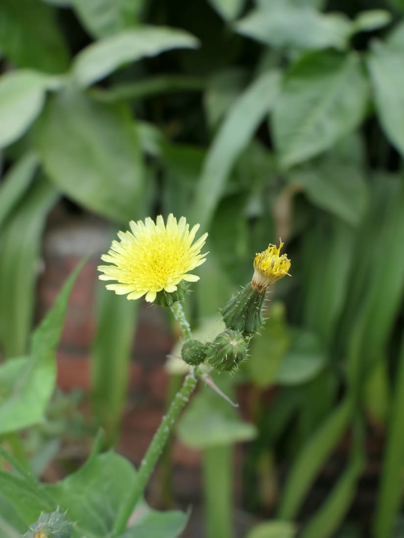 Common Sow-thistle (Sonchus oleraceus) photographed by Devendra Bhardwaj