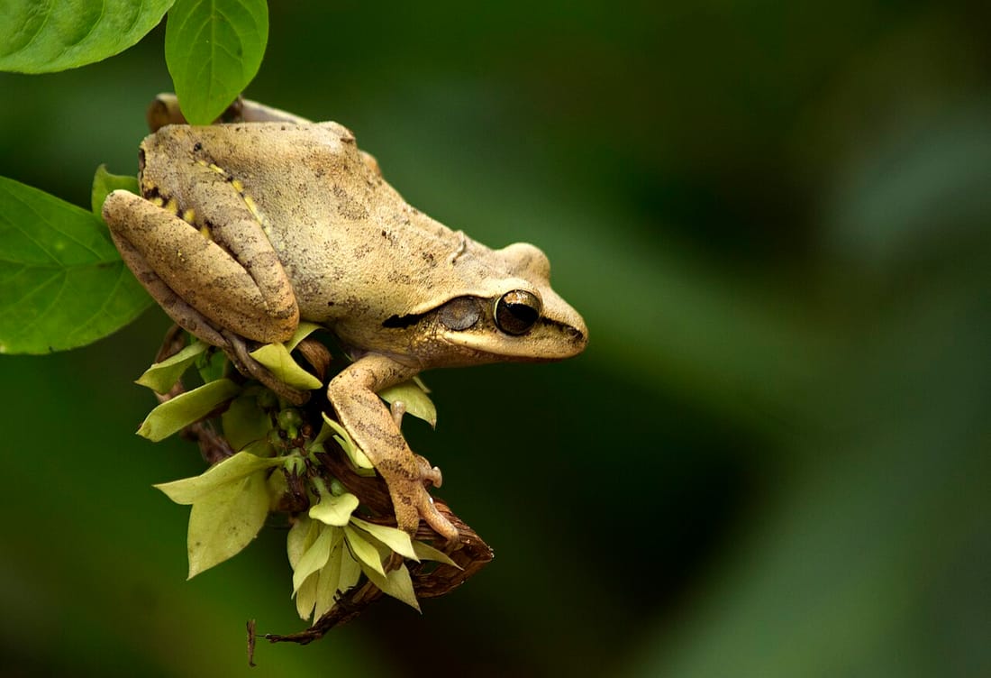 Common tree frog (Polypedates maculatus)