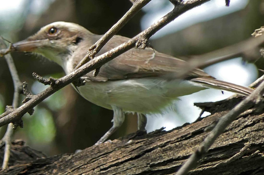 Common Woodshrike (Tephrodornis pondicerianus) photographed by Devendra Bhardwaj