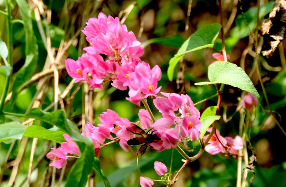 Coral Vine (Antigonon leptopus) photographed by Devendra Bhardwaj