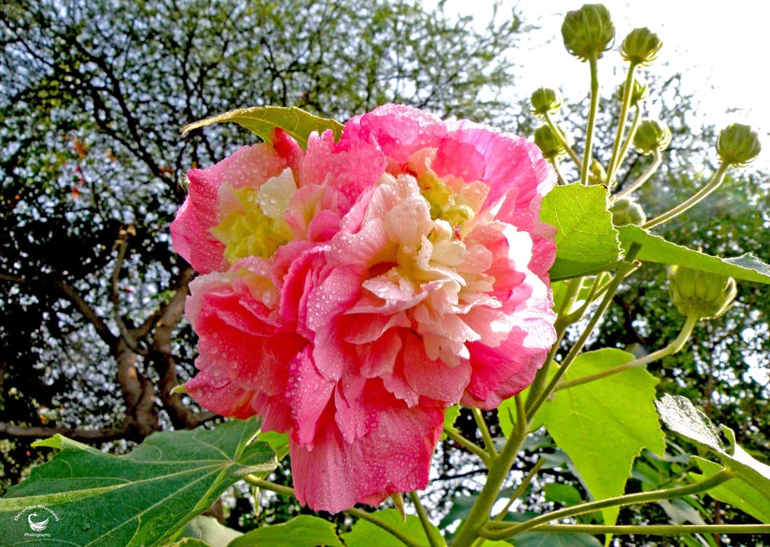 Cotton Rosemallow (Hibiscus mutabilis) photographed by Devendra Bhardwaj