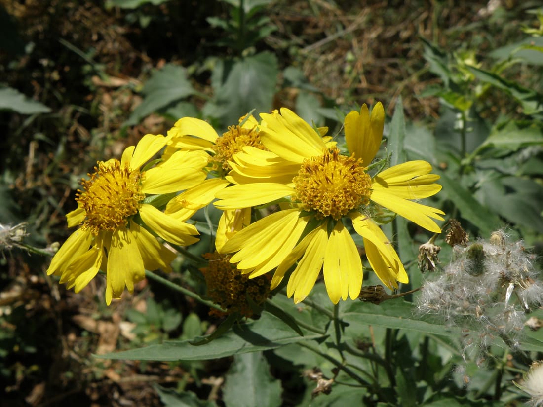 Cowpen daisy (Verbesina encelioides) photographed by Devendra Bhardwaj