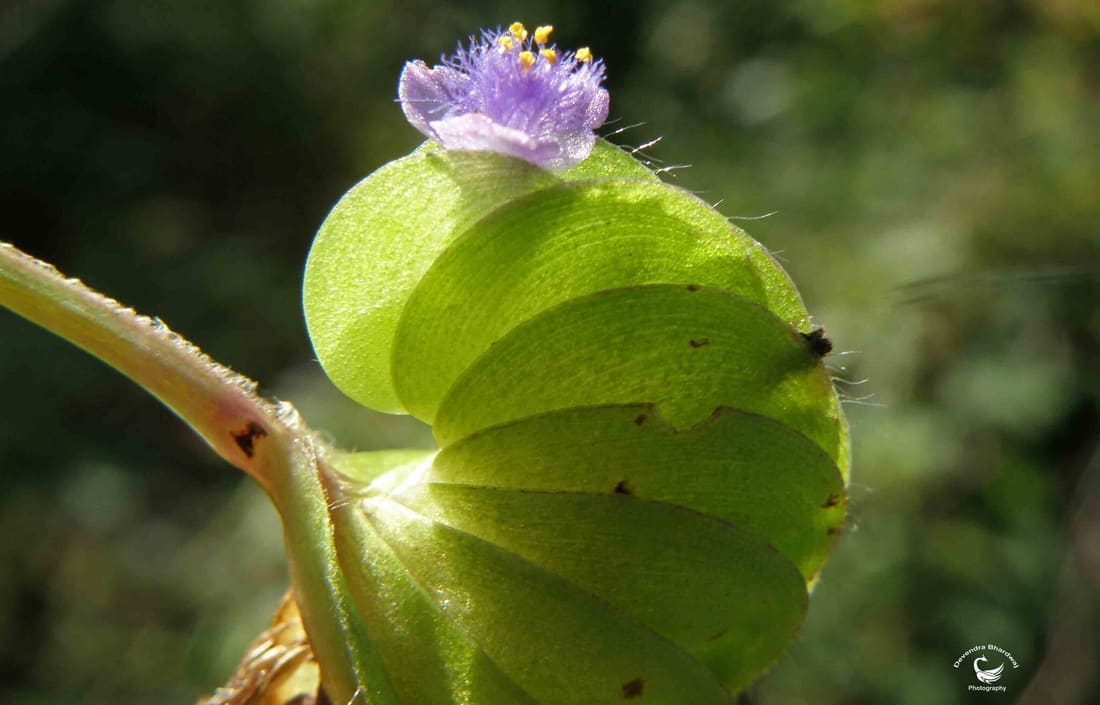 Crested Cat Ears (Cyanotis cristata) photographed by Devendra Bhardwaj