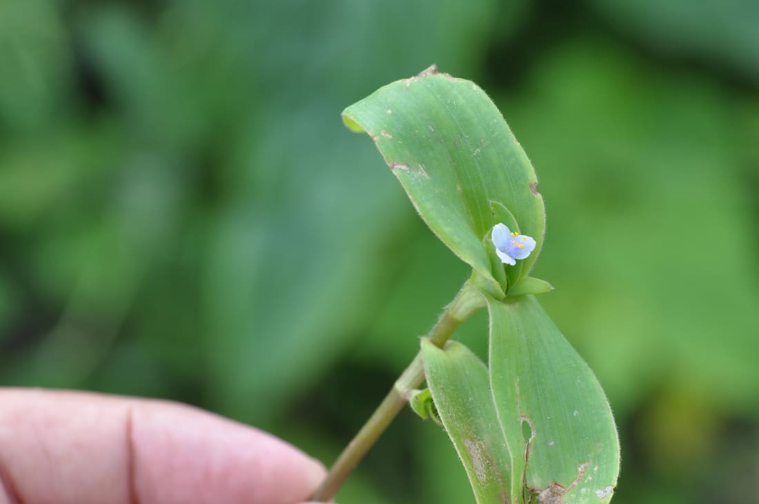 Crested Cat Ears (Cyanotis cristata) photographed by Devendra Bhardwaj