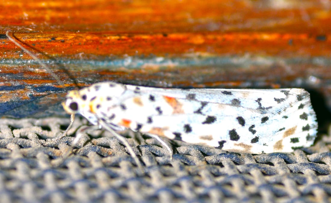 Crimson-speckled Flunkey (Utetheisa pulchella) photographed by Devendra Bhardwaj