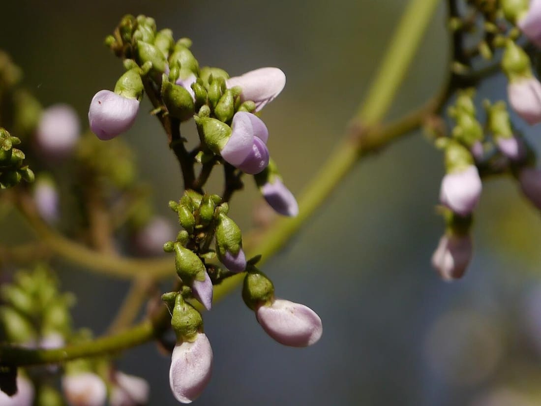 Dalbergia volubilis (Dalbergia volubilis)