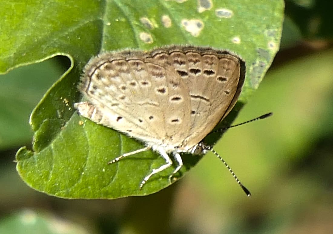 Dark Grass Blue (Zizeeria karsandra) photographed by Devendra Bhardwaj