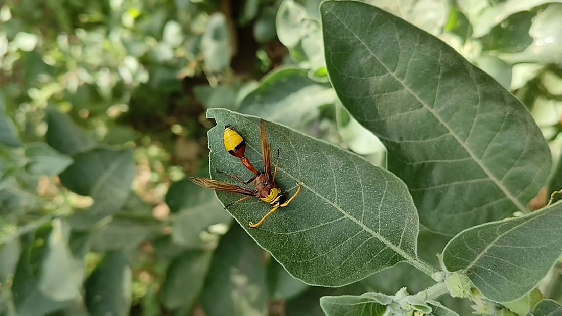 Delta pyriforme (Delta pyriforme) photographed by Devendra Bhardwaj