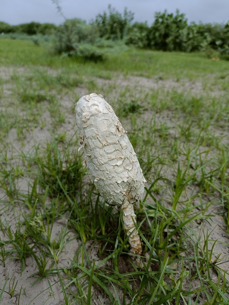 A tall, shaggy, cream-coloured Podaxis mushroom growing from sandy soil among grass