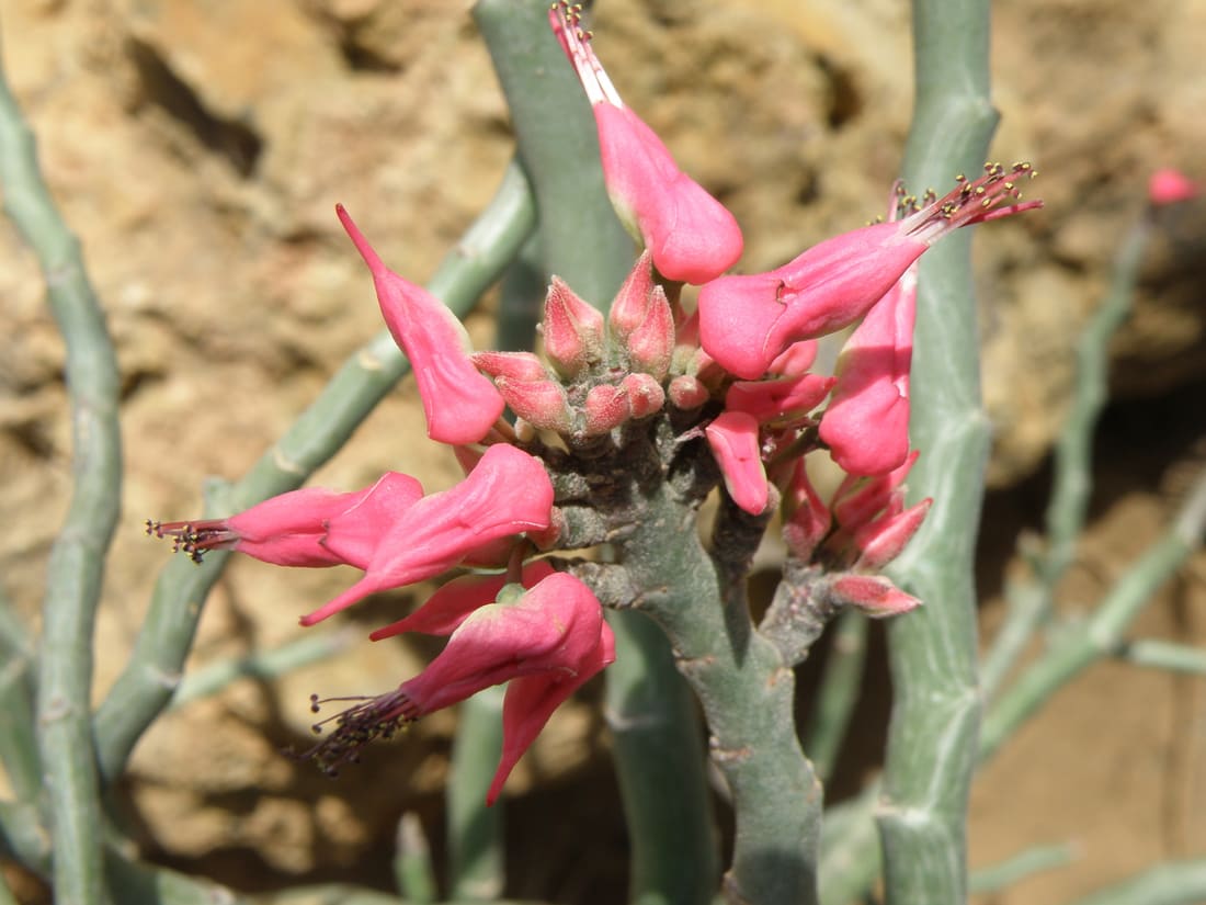 Devil's Backbone (Euphorbia tithymaloides) photographed by Devendra Bhardwaj
