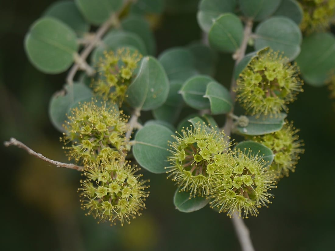Dhakura (Anogeissus sericea)