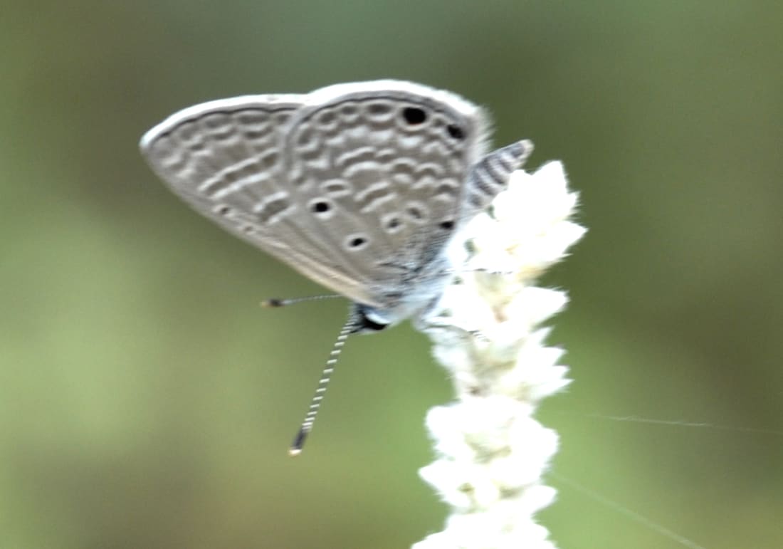 Dull Babul Blue (Azanus uranus) photographed by Devendra Bhardwaj