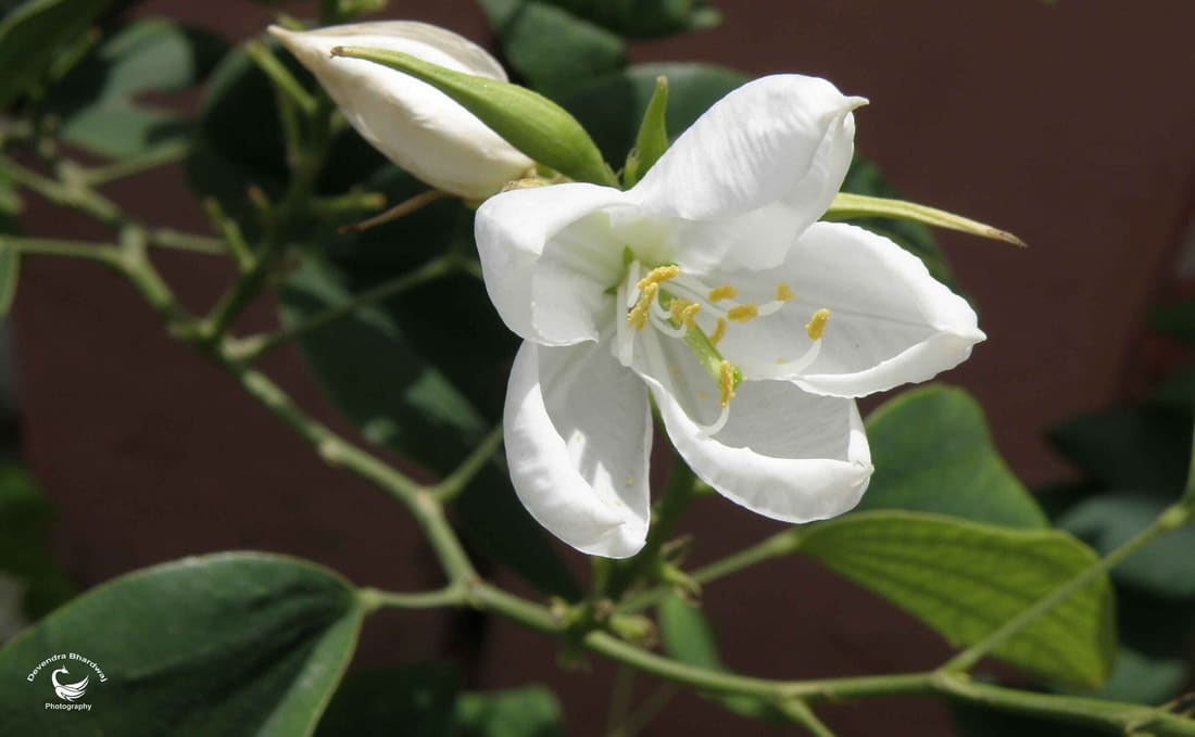 Dwarf White Bauhinia (Bauhinia acuminata) photographed by Devendra Bhardwaj