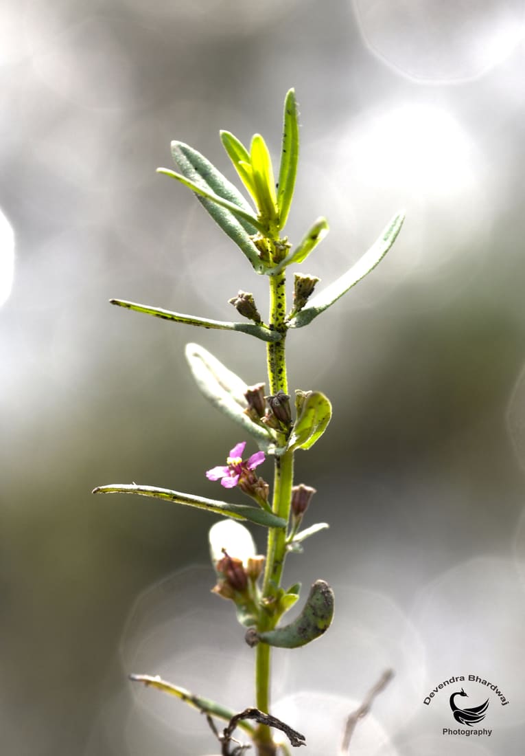 Eared redstem (Ammannia auriculata) photographed by Devendra Bhardwaj