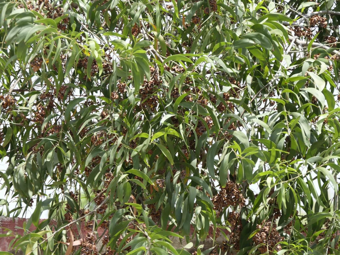 Earpod Wattle (Acacia auriculiformis) photographed by Devendra Bhardwaj