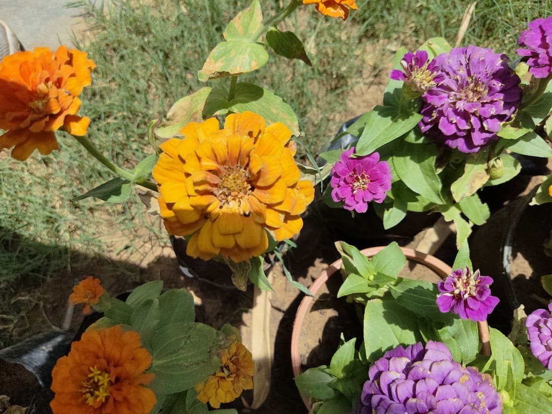 Elegant Zinnia (Zinnia elegans) photographed by Devendra Bhardwaj