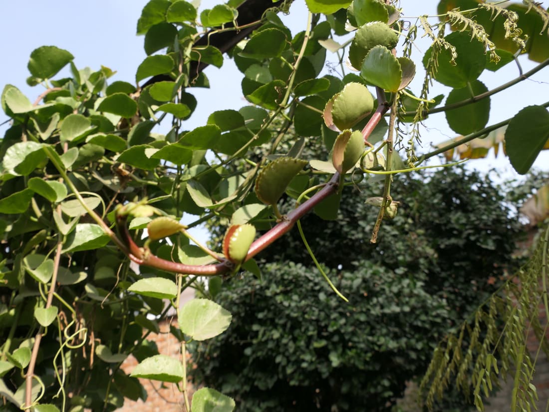 Elephant's Pudding (Cissus rotundifolia) photographed by Devendra Bhardwaj
