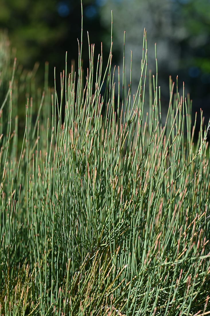 Ephedra ciliata (Ephedra ciliata)
