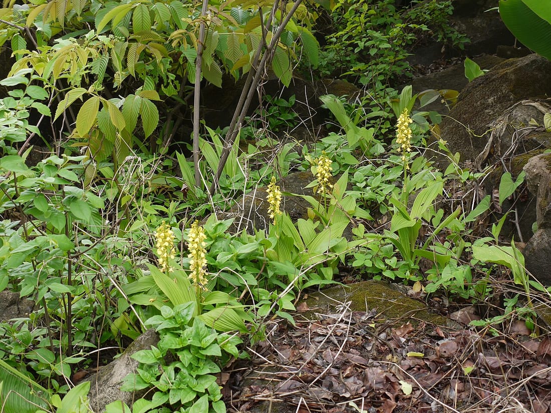 Eulophia ochreata (Eulophia ochreata)