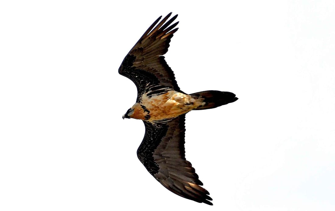 Eurasian Bearded Vulture (Gypaetus barbatus barbatus) photographed by Devendra Bhardwaj