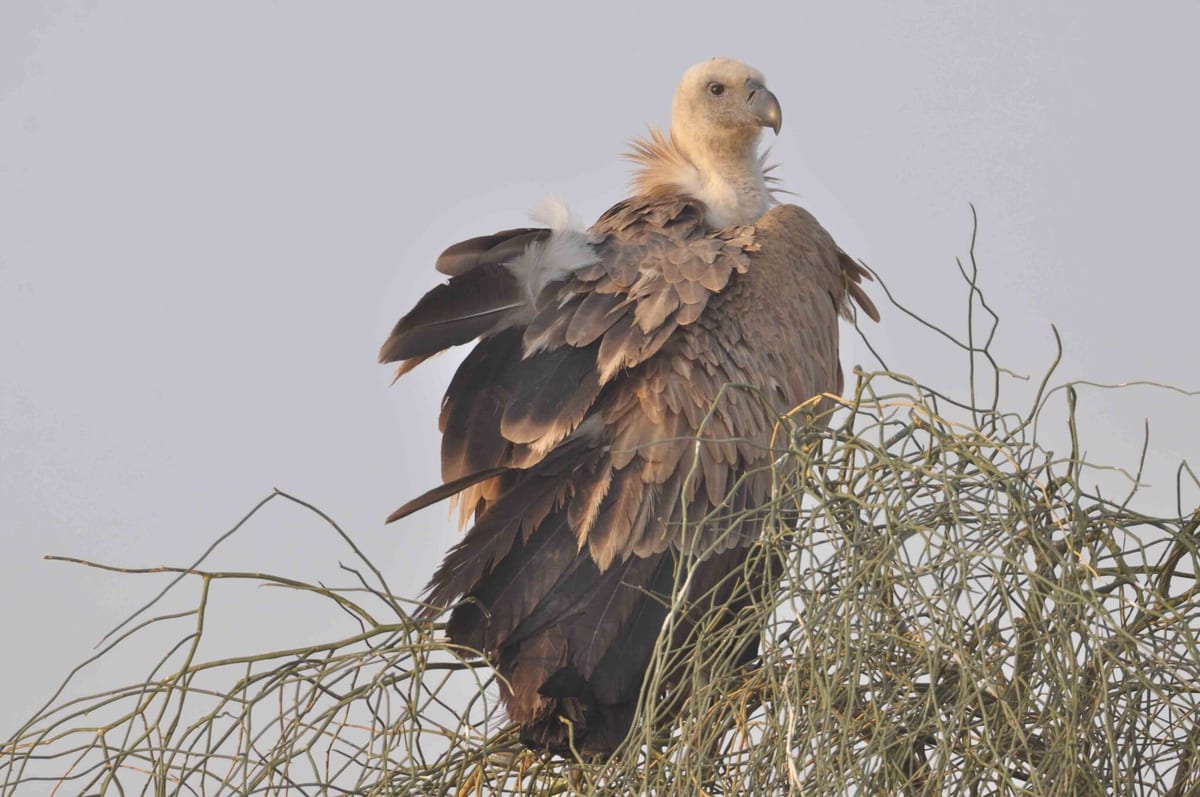 A Eurasian griffon with a pale head and brown wings perched on dry desert shrubs against a grey sky