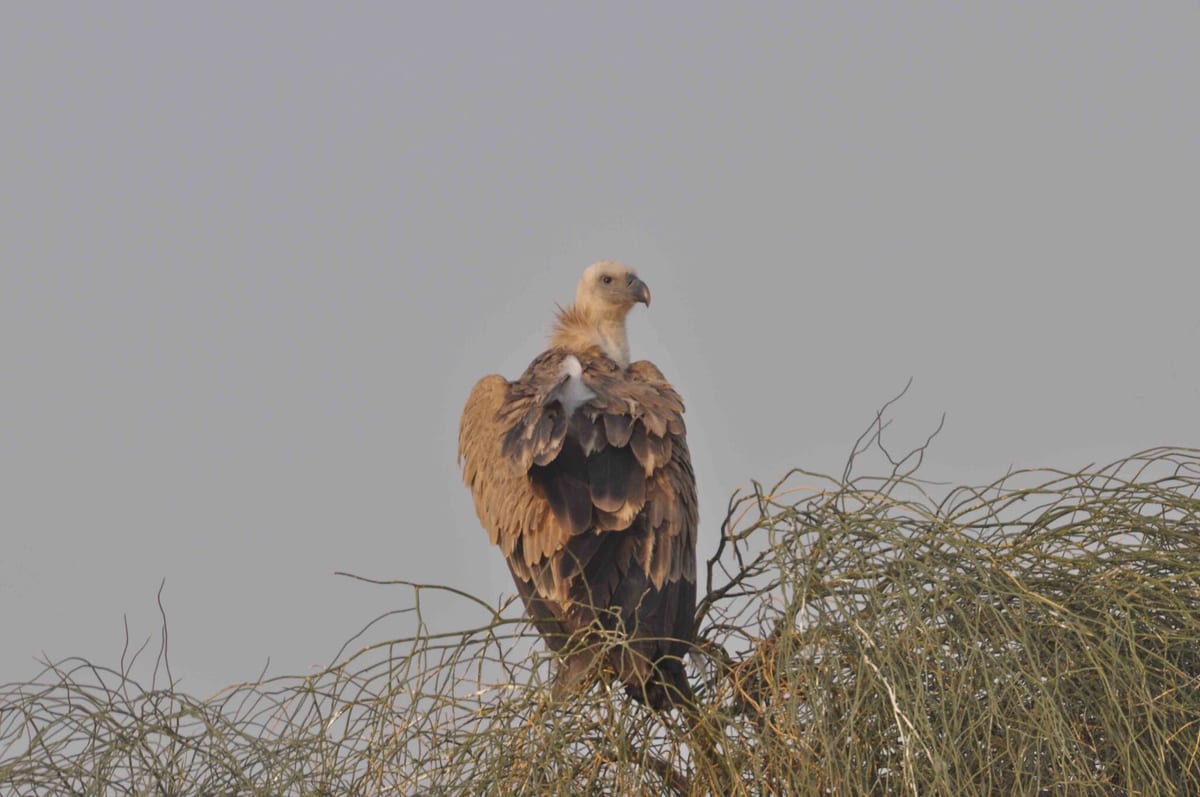 A Eurasian griffon seen from behind on dry desert scrub, looking over its shoulder