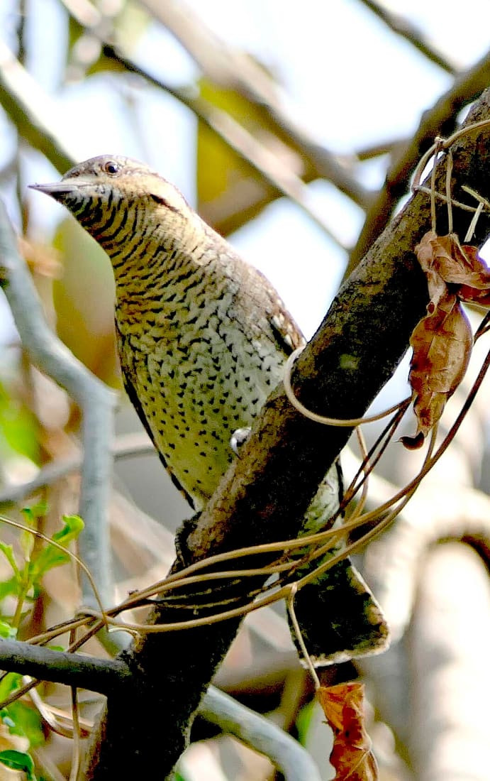 Eurasian Wryneck (Jynx torquilla) photographed by Devendra Bhardwaj