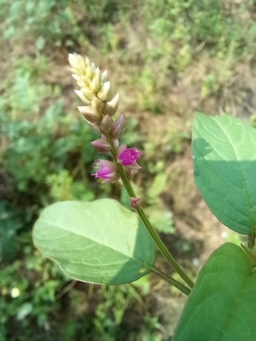 False Amaranth (Digera muricata) photographed by Devendra Bhardwaj
