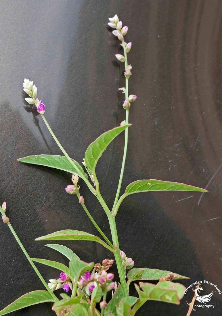 False Amaranth (Digera muricata) photographed by Devendra Bhardwaj