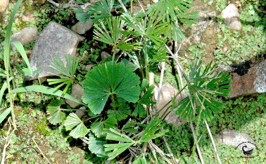 Fan-Leaved Fern (Actiniopteris radiata) photographed by Devendra Bhardwaj