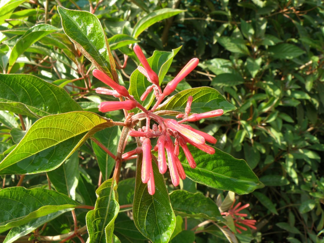 Firebush (Hamelia patens) photographed by Devendra Bhardwaj
