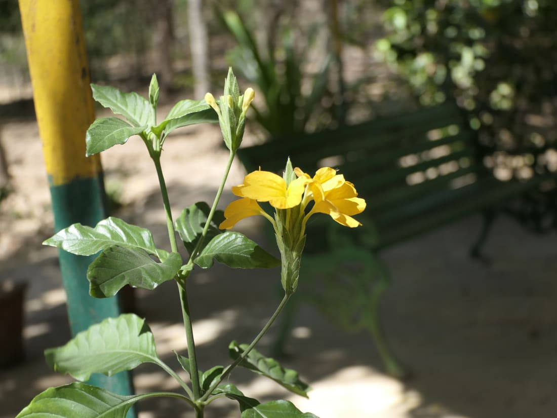 Firecracker-flower (Crossandra infundibuliformis) photographed by Devendra Bhardwaj