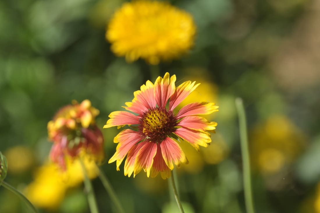 Firewheel (Gaillardia pulchella) photographed by Devendra Bhardwaj
