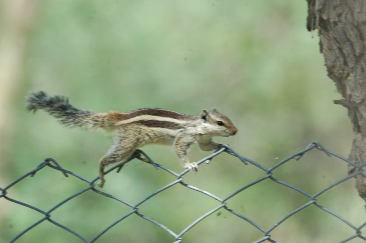 A five-striped palm squirrel with a bushy tail running along a wire-mesh fence