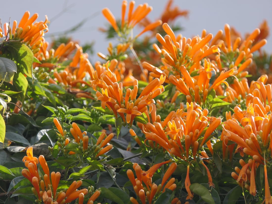 Flame vine (Pyrostegia venusta) photographed by Devendra Bhardwaj