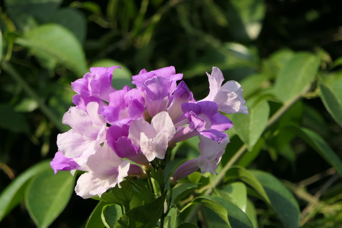 Garlic Vine (Mansoa alliacea) photographed by Devendra Bhardwaj
