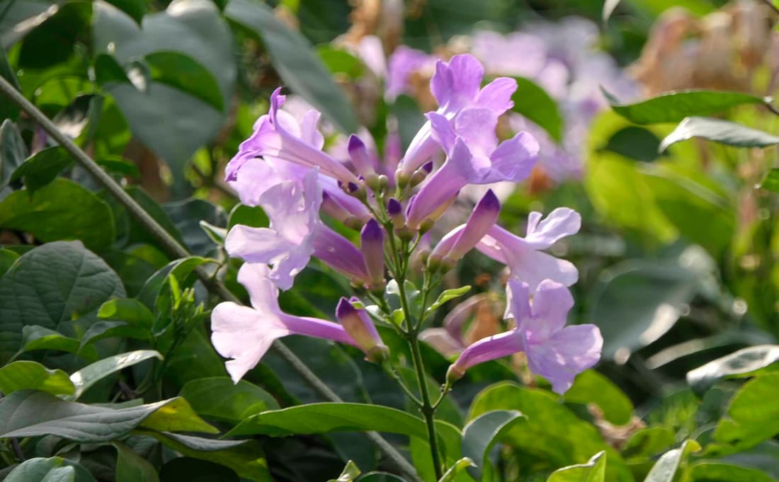 Garlic Vine (Mansoa alliacea) photographed by Devendra Bhardwaj