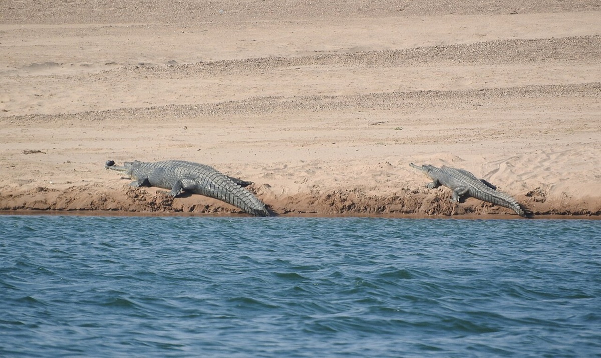 Two gharials resting on a sandy river bank beside blue water