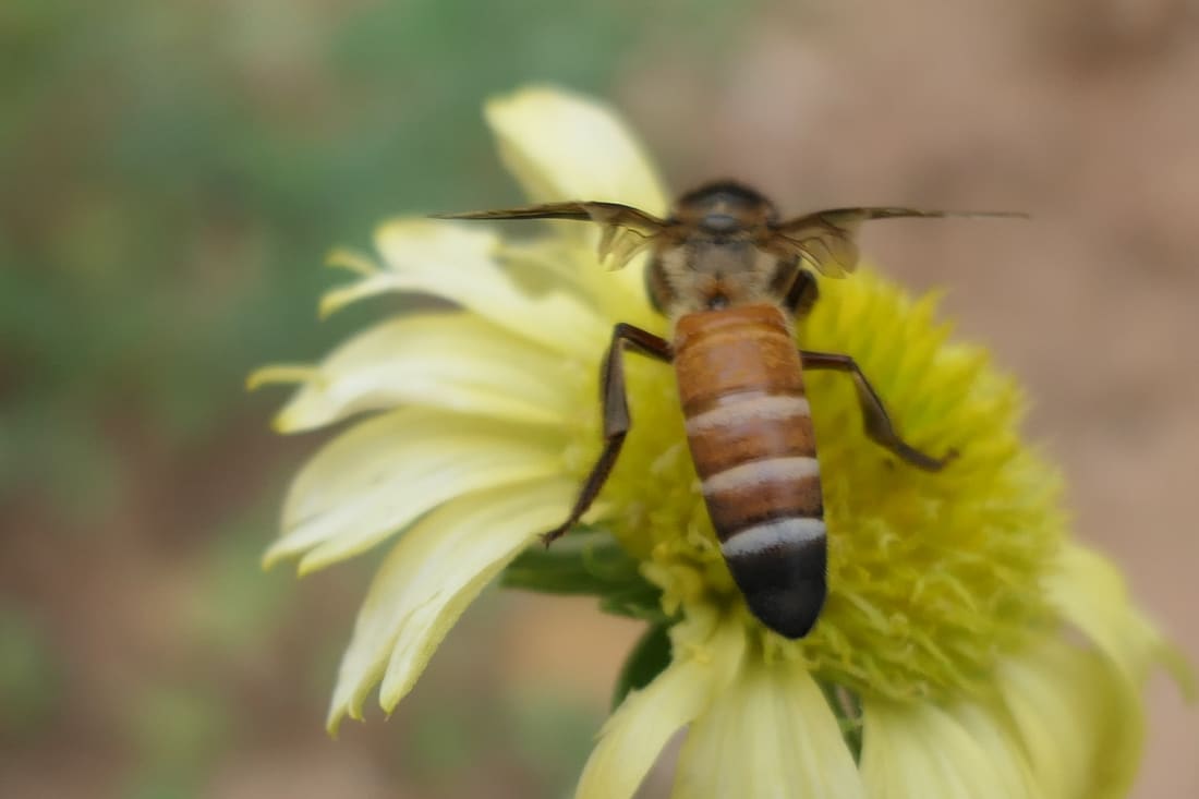 Giant Honey Bee (Apis dorsata) photographed by Devendra Bhardwaj