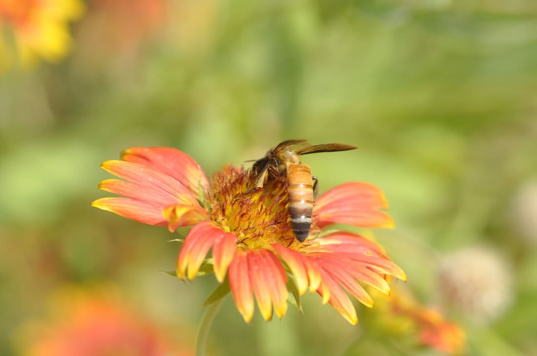 Giant Honey Bee (Apis dorsata) photographed by Devendra Bhardwaj