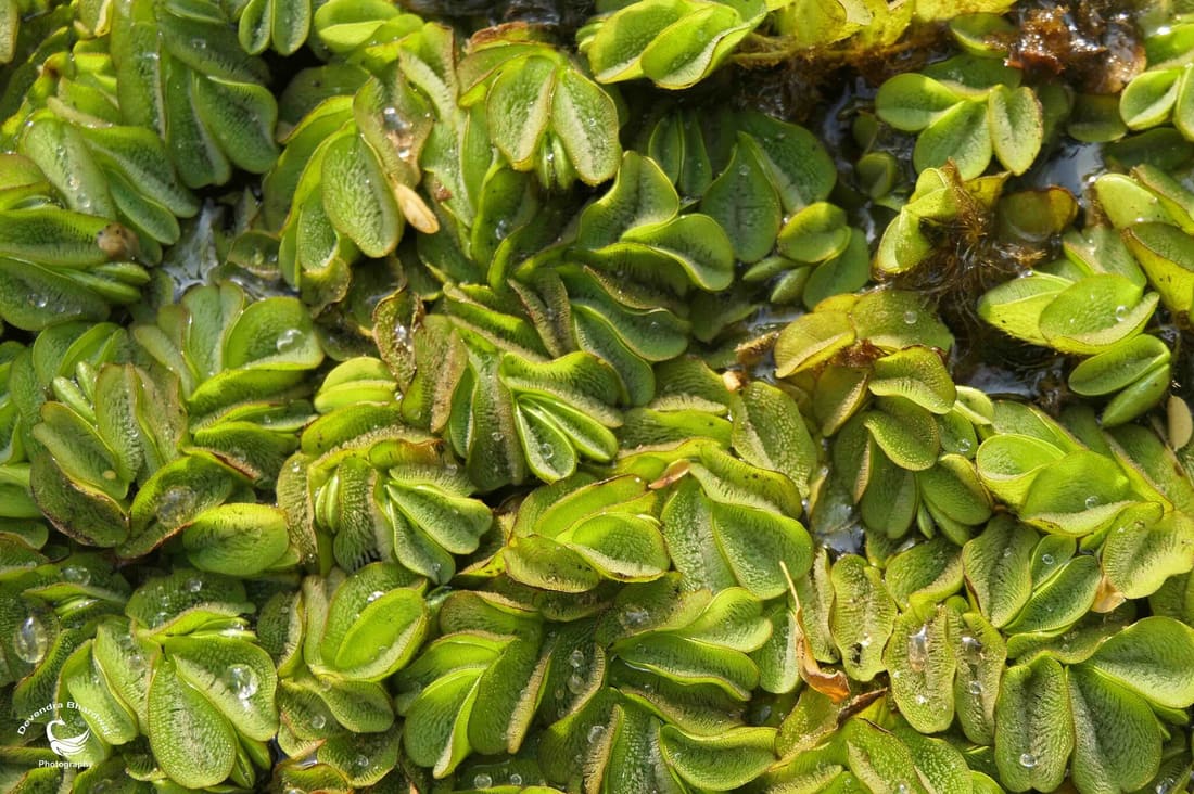 Giant Salvinia (Salvinia molesta) photographed by Devendra Bhardwaj