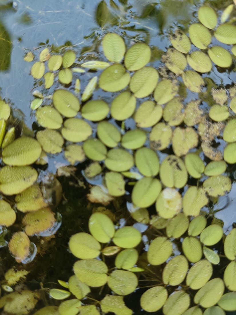 Giant Salvinia (Salvinia molesta) photographed by Devendra Bhardwaj