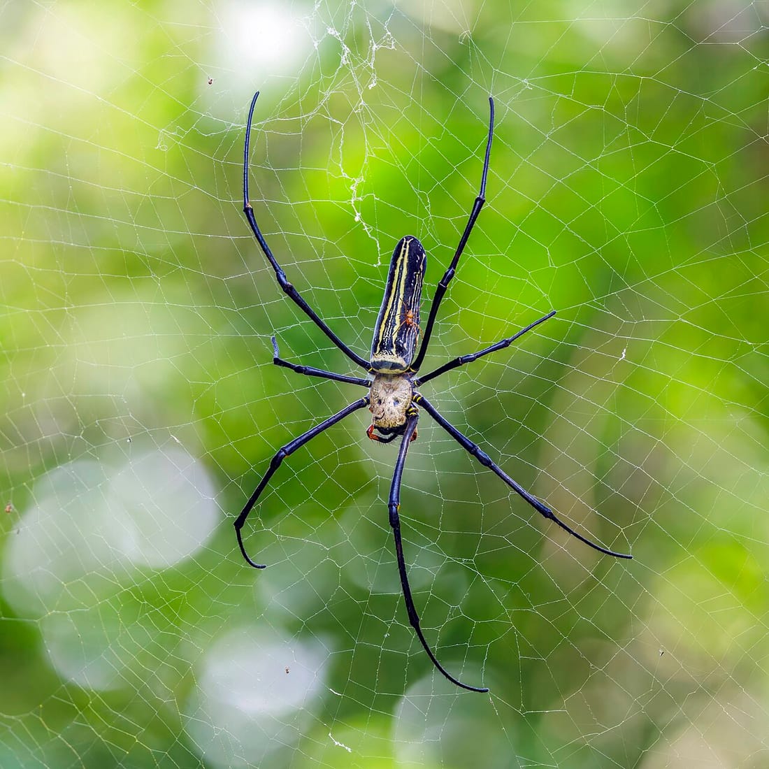 Giant wood spider (Nephila maculata)