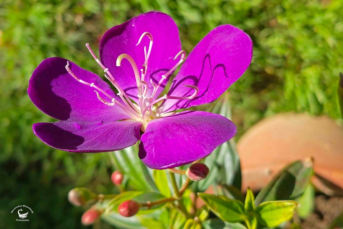 Glory bush (Pleroma semidecandrum) photographed by Devendra Bhardwaj