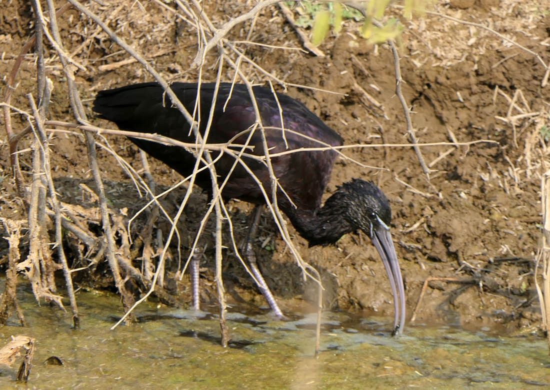 Glossy Ibis (Plegadis falcinellus) photographed by Devendra Bhardwaj